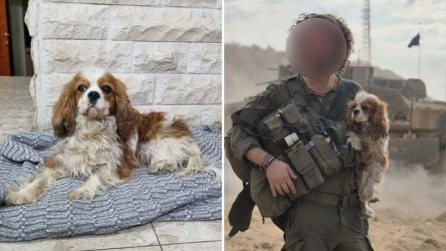 IDF soldier returning dog to family. 16 April, 2025 Photo: Kan 11
