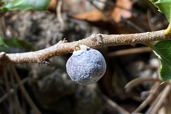 The dye was produced from the female scale insect, which lives on the kermes oak tree (Quercus coccifera) (Photo: Suzanna Tamar-Dekel / Israel Antiquities Authority).