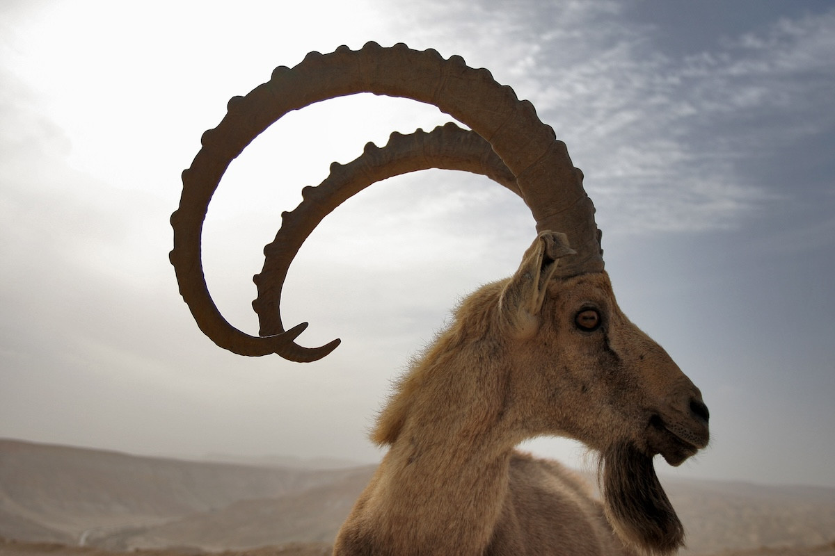 A Nubian Ibex walks around in the Negev. The Nubian Ibex (Capra ibex nubiana) is a rocky desert dwelling goat found in mountainous areas of Israel, Jordan, Saudi Arabia, Oman, Egypt and Sudan. Dec 20 2010. Photo by Keren Freeman/Flash90