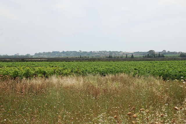 Agricultural field in Israel (Photo: Ministry of Foreign Affairs)