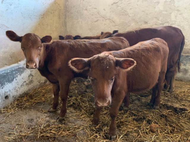 Red heifers in Israel (Photo: Boneh Israel/Facebook)