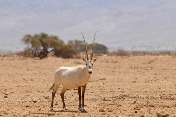 An Arabian Oryx in Yotvata Hai-Bar (Wildlife Preserve) Nature Reserve in the Arava, 35 km from Eilat - August 24, 2008 (Photo: Jorge Novominsky flash90).