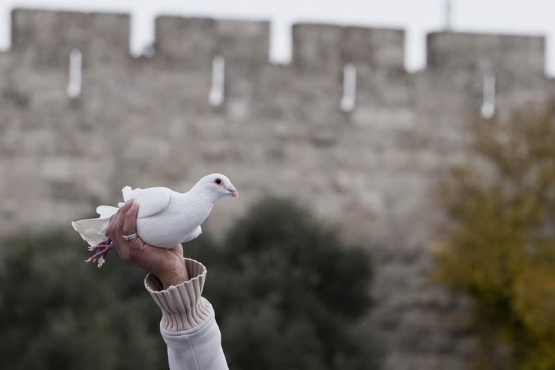 An Arab-Israeli youth hold up a white dove, the symbol of peace, backdropped by Jerusalem's old city wall, Photo by David Vaaknin/ Flash 90