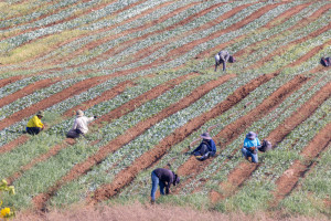 Foreign workers seen working in a field near the Ben Gurion Airport, on August 14, 2025. Photo by Yossi Aloni/Flash90