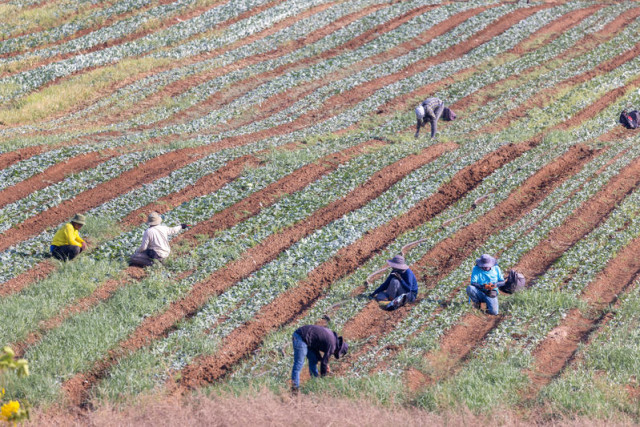 Foreign workers seen working in a field near the Ben Gurion Airport, on August 14, 2025. Photo by Yossi Aloni/Flash90