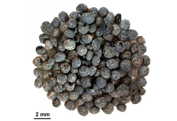 Fruits of chaste tree in the temple - fossil fruits of the chaste tree, as found in the inner room of the temple in Tell es-Safi/Gath, lower city (Photo credit: Dr. Suembikya Frumin).