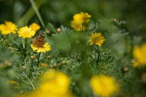 A view of a flower field blossom at Menashe Heights in northern Israel. Photo: Anat Hermony / Flash90
