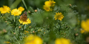 A view of a flower field blossom at Menashe Heights in northern Israel. Photo: Anat Hermony / Flash90