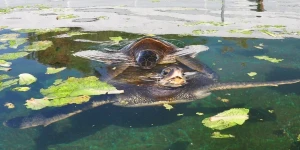 Sea turtles in water Photo: Israel Nature and Parks Authority 2019
