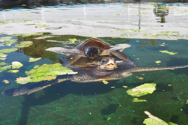 Sea turtles in water Photo: Israel Nature and Parks Authority 2019