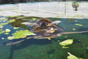 Sea turtles in water Photo: Israel Nature and Parks Authority 2019