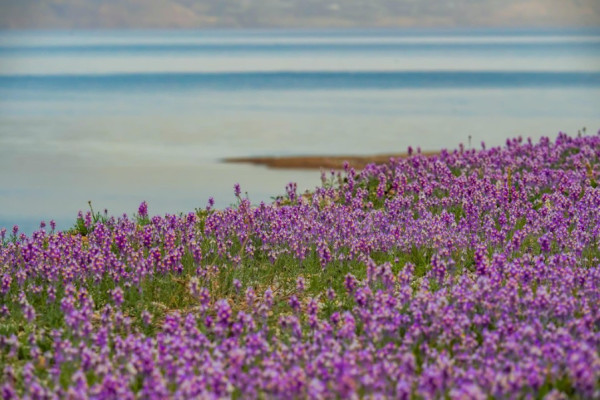 'Living Desert' – The awakening landscape of winter in Israel's arid south